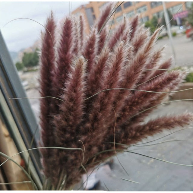 White Pampas Grass Bouquet Home Decor Real Dried Plants Natural Floral Bouquet For Living Room Dining Room Bedroom Celebration Event Decoration Assorted Colors