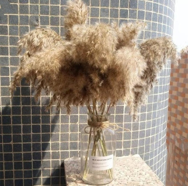 Dried Pampas Grass Rustic Bouquet Natural River Reeds Dried Plants For ...