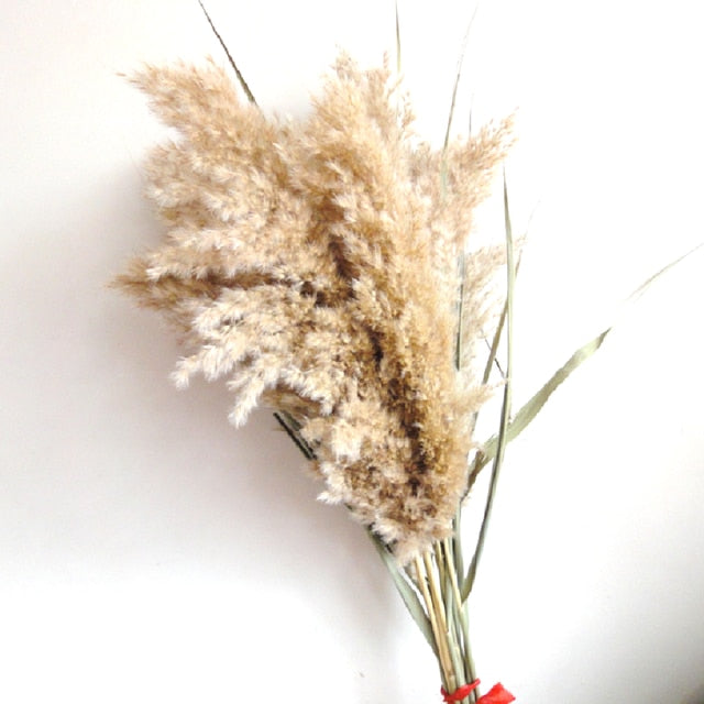 Dried Pampas Grass Rustic Bouquet Natural River Reeds Dried Plants For ...
