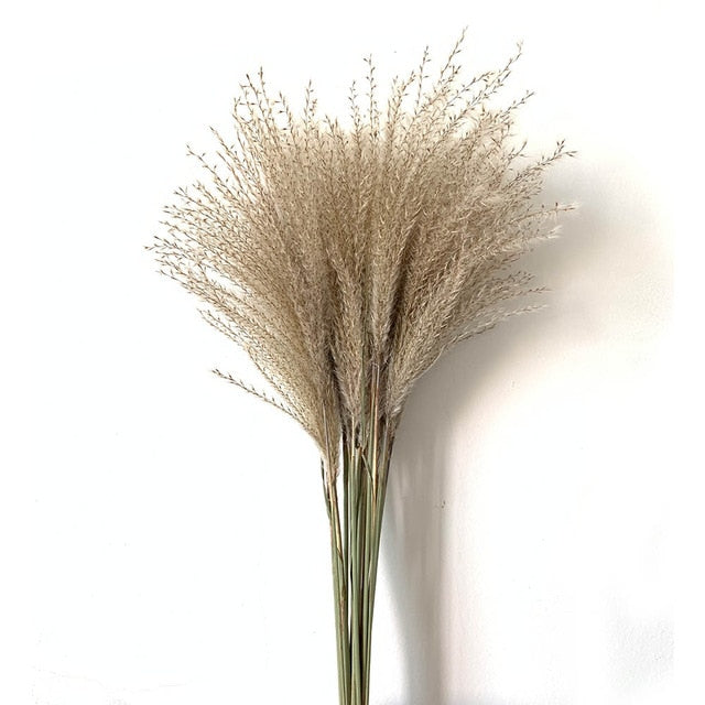 Real Dried Pampas Grass Bouquet Bohemian Decor Natural Dried Fluffy Plants For Dining Room Kitchen Decoration Living Room Boho Style Home Interior Design