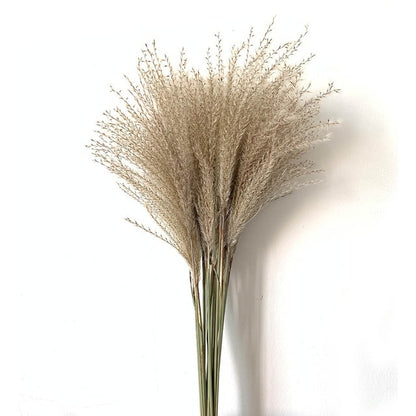 Real Dried Pampas Grass Bouquet Bohemian Decor Natural Dried Fluffy Plants For Dining Room Kitchen Decoration Living Room Boho Style Home Interior Design