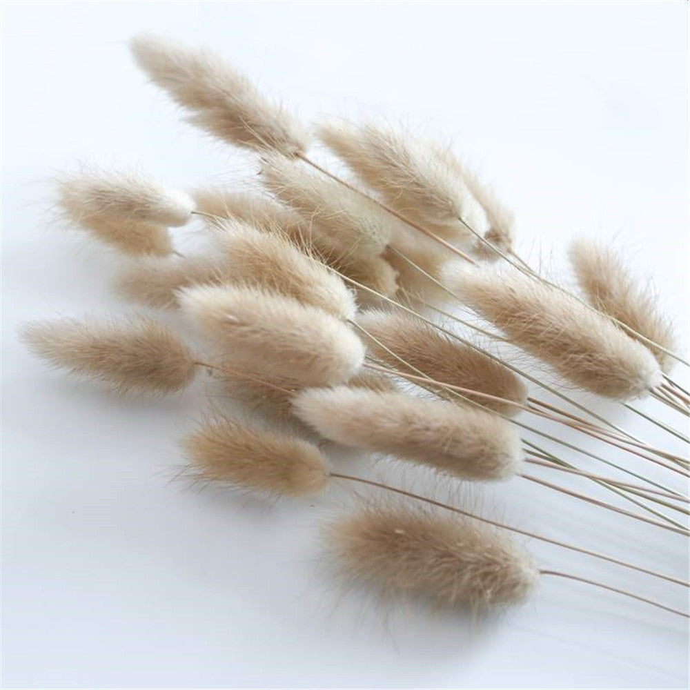 Lagurus Ovatus Hare's Tail Bouquets Real Dried Natural Plants Floral Bouquet Decoration For Living Room Kitchen Dining Room Table Trending Interior Decor